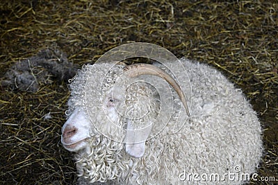 Coy looking Angora sheep Stock Photo