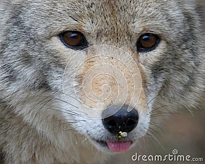 Coyote with Bird Seeds on Nose Stock Photo