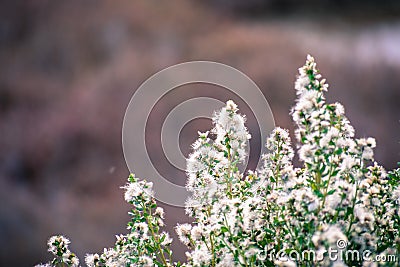 Coyote brush Baccharis pilularis flowers and seeds Stock Photo