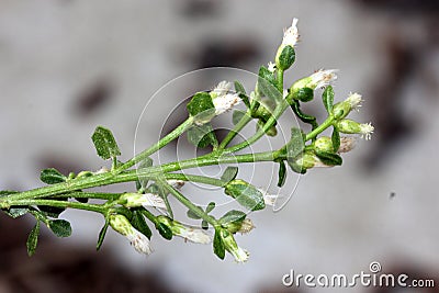 Coyote brush, Chaparral broom, Baccharis pilularis subsp. pilularis, female plant Stock Photo