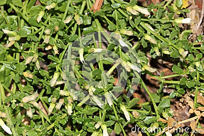 Coyote brush, Chaparral broom, Baccharis pilularis subsp. pilularis, female plant Stock Photo