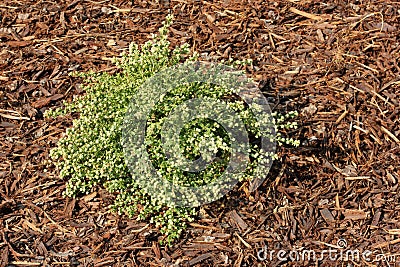 Coyote brush, Chaparral broom, Baccharis pilularis subsp. pilularis, male plant Stock Photo