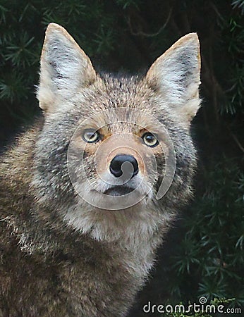 Close up of Coyote Face with Striking Eyes Stock Photo