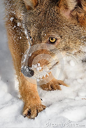 Coyote (Canis latrans) Turns to Look Close Up Winter Stock Photo