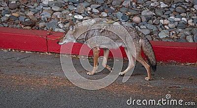 Coyote wandering around in urban environment Stock Photo