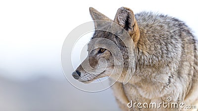 Coyote Stock Photo