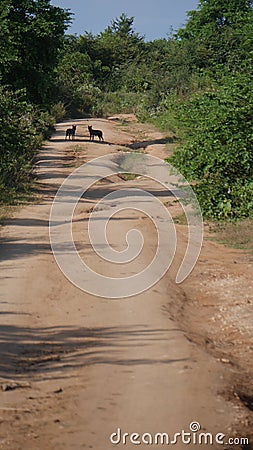 Coyote dogs in Sri lanka rough long dusty sarfari road in jungle Stock Photo
