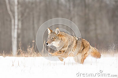Coyote on full run Stock Photo