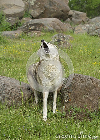 Coyote howling Stock Photo