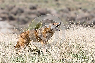 Coyote howling for communication Stock Photo