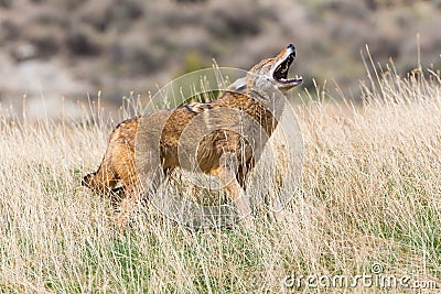 Coyote howling in daytime Stock Photo