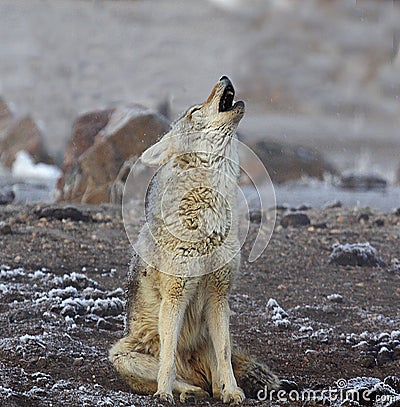 COYOTE HOWLING Stock Photo