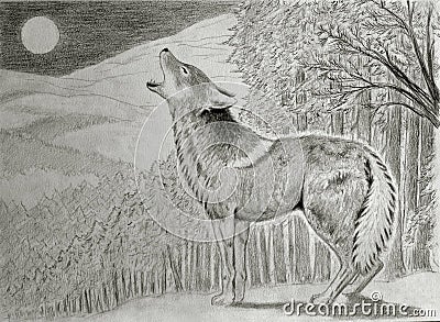 Coyote howling at the moon Stock Photo