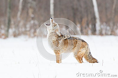 Coyote Howling at a new day Stock Photo