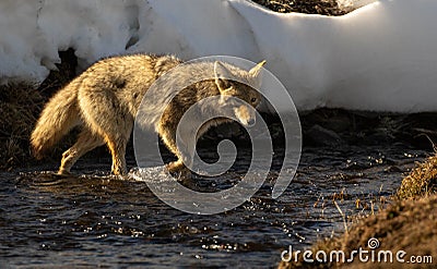 Coyote hunting in river in winter at Yellowstone Stock Photo