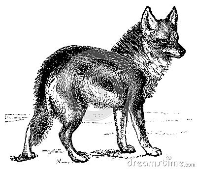 Coyote I Antique Animal Illustrations Stock Photo