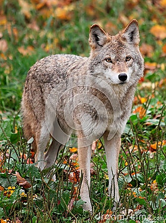 Coyote Looking at the Camera Stock Photo