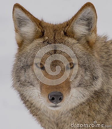 Coyote looking at the camera in the winter Stock Photo