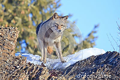 Coyote looking for vole on rocky ledge Stock Photo