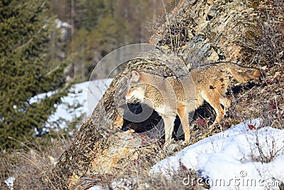 Coyote on mountainside Stock Photo