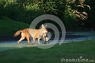 Coyote with Prey Stock Photo