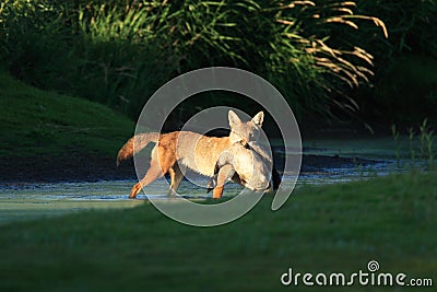 Coyote with Prey Stock Photo