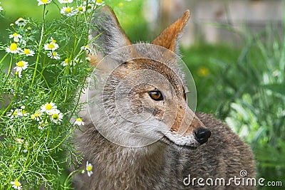 Coyote Profile Close-up Amidst Chamomile Flowers - Canis Latrans Stock Photo