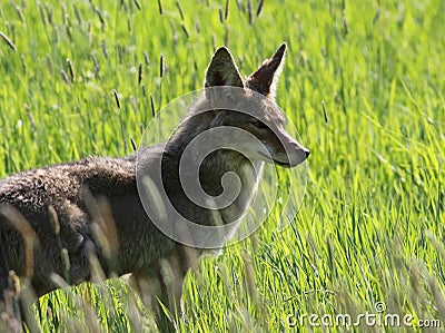 Coyote Profile Stock Photo