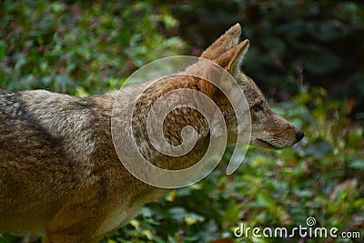 Coyote Profile in Nature Stock Photo