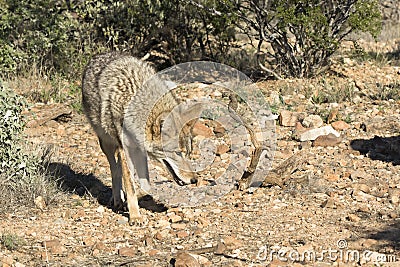 Coyote on the prowl Stock Photo