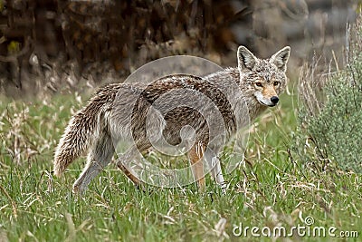 Coyote on the prowl looking for food on Shadow Mountain Road Stock Photo