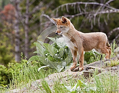 Coyote dog baby pup puppy Canis latrans Stock Photo