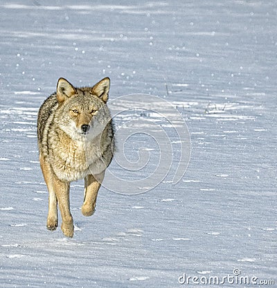 Coyote running across snow Stock Photo