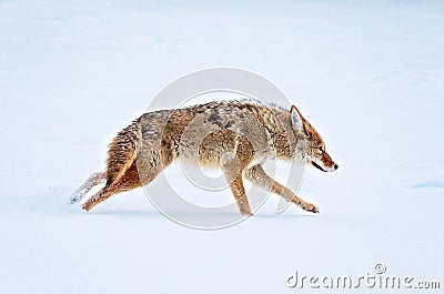 A coyote running across a snow covered pond in the middle of win Stock Photo