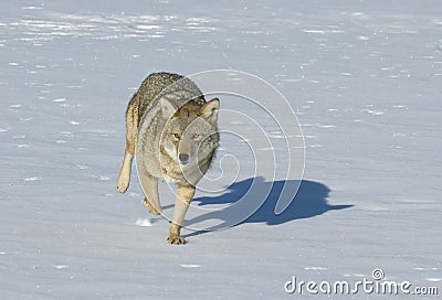 Coyote running across snow field Stock Photo