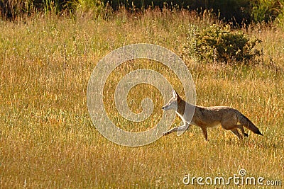 Coyote Running Stock Photo