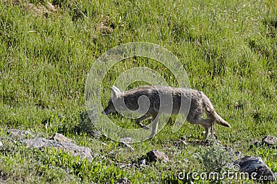 Coyote running on the grass in Yellowstone National Park Stock Photo