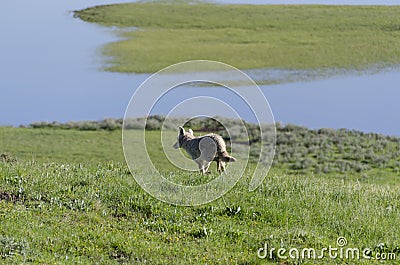 Coyote running on the grass in Yellowstone National Park Stock Photo