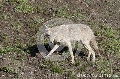 Coyote running on the grass in Yellowstone National Park Stock Photo