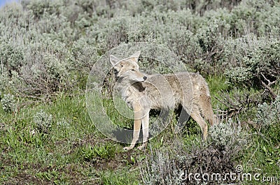 Coyote running on the grass in Yellowstone National Park Stock Photo