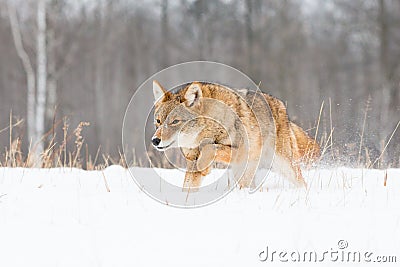 Coyote running low in deep snow Stock Photo