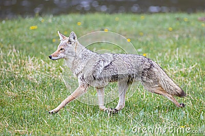 Coyote Running in Yellowstone Park Meadow Stock Photo