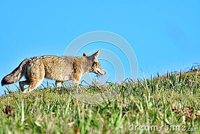 A Coyote Walking on the trail Stock Photo