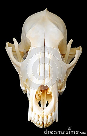 Coyote Skull Front View  Royalty Free Stock Image Image 