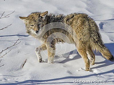 Coyote in the Snow Stock Photo