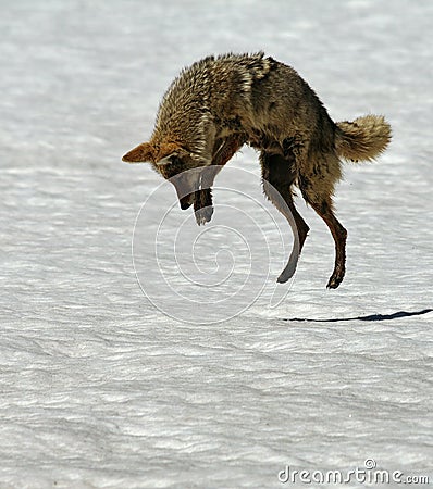 Coyote snow diving Stock Photo