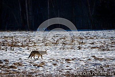 Coyote in a snow field - Yosemite National Park, California, USA Stock Photo