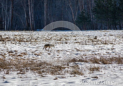 Coyote in a snow field - Yosemite National Park, California, USA Stock Photo