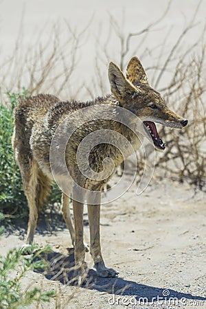 Coyote stalk on roadside in desert area. Stock Photo