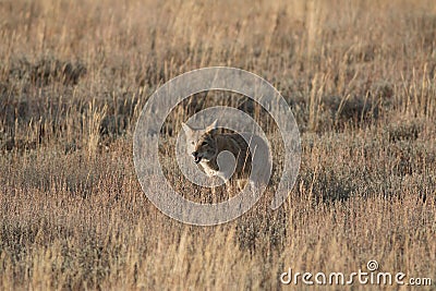 Coyote standing in grass Stock Photo